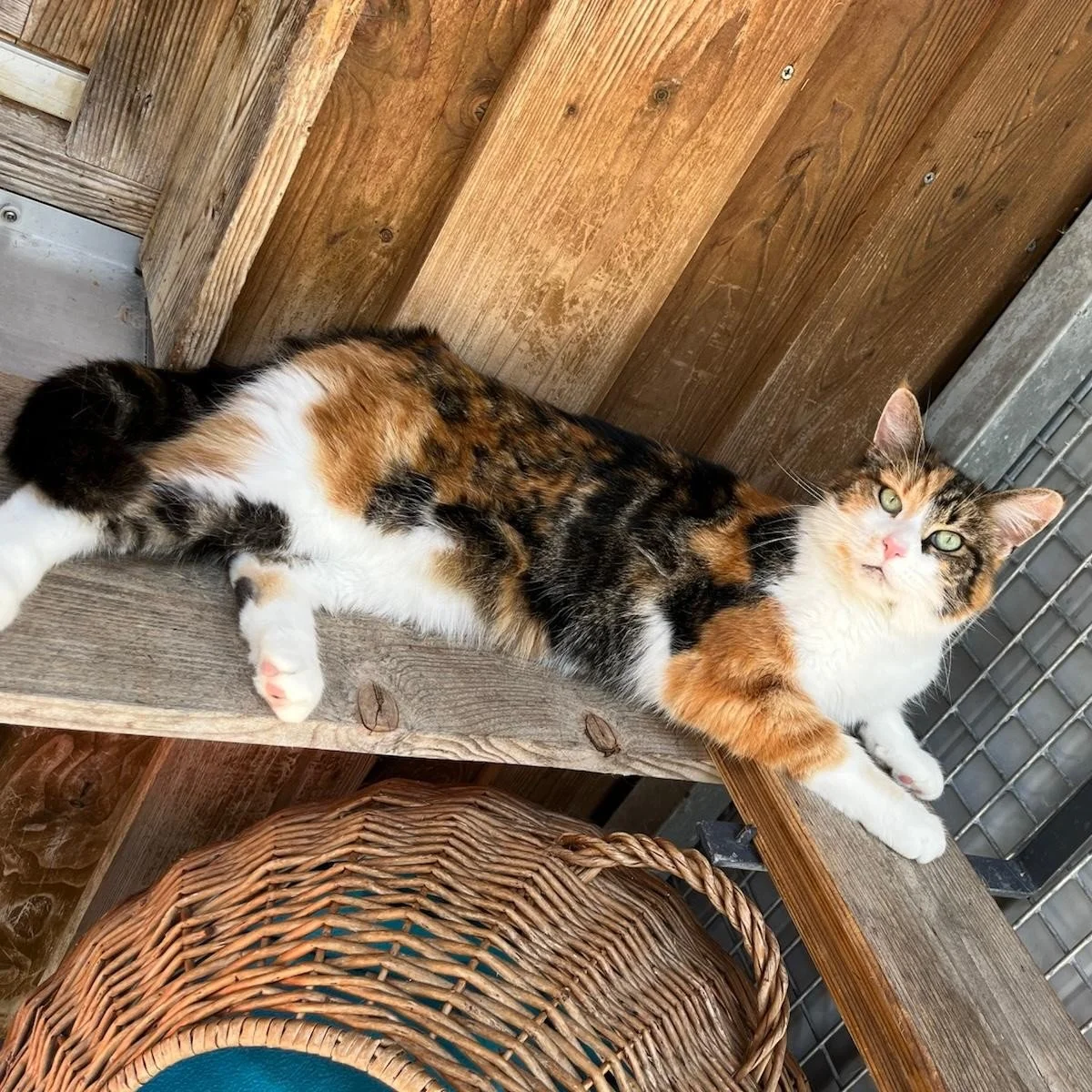 Minka4.jpeg