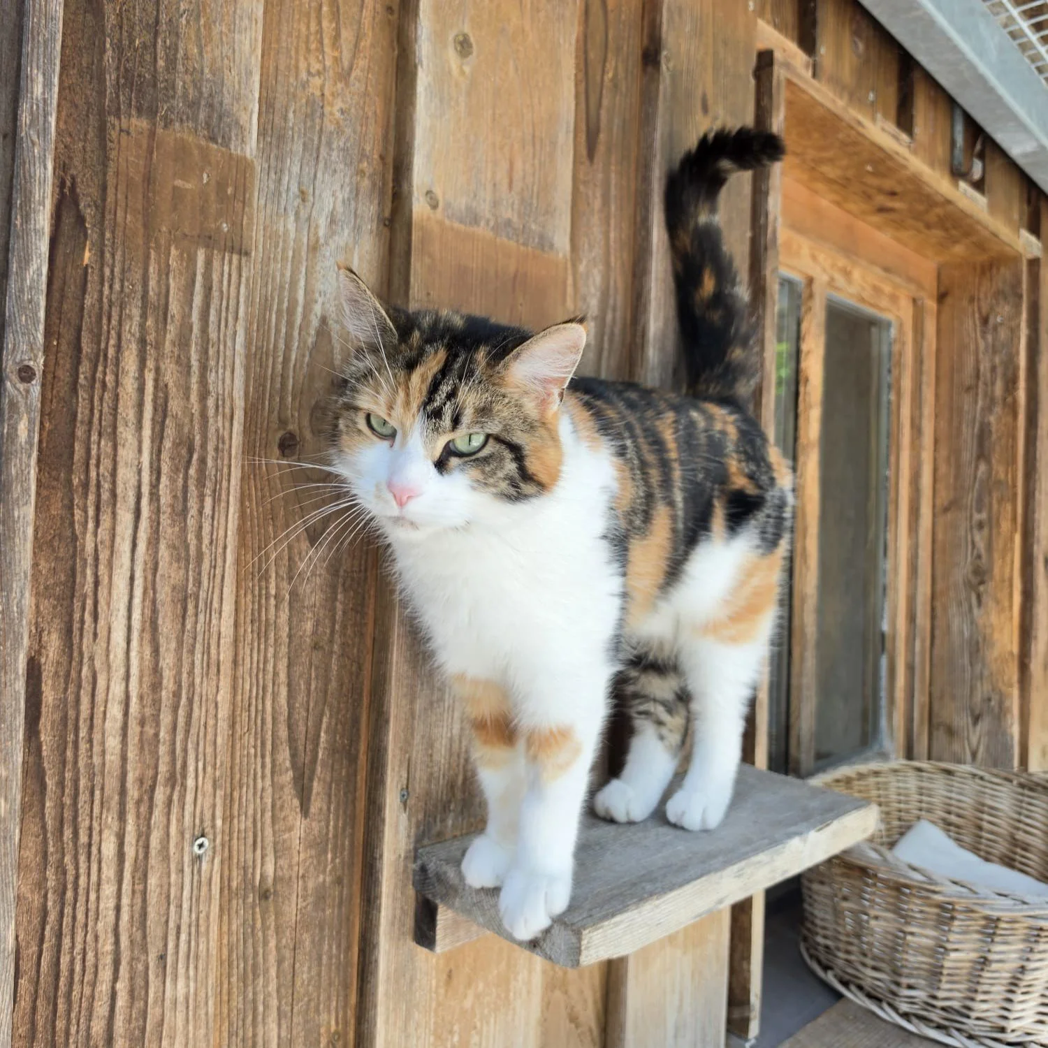 Minka3.jpeg