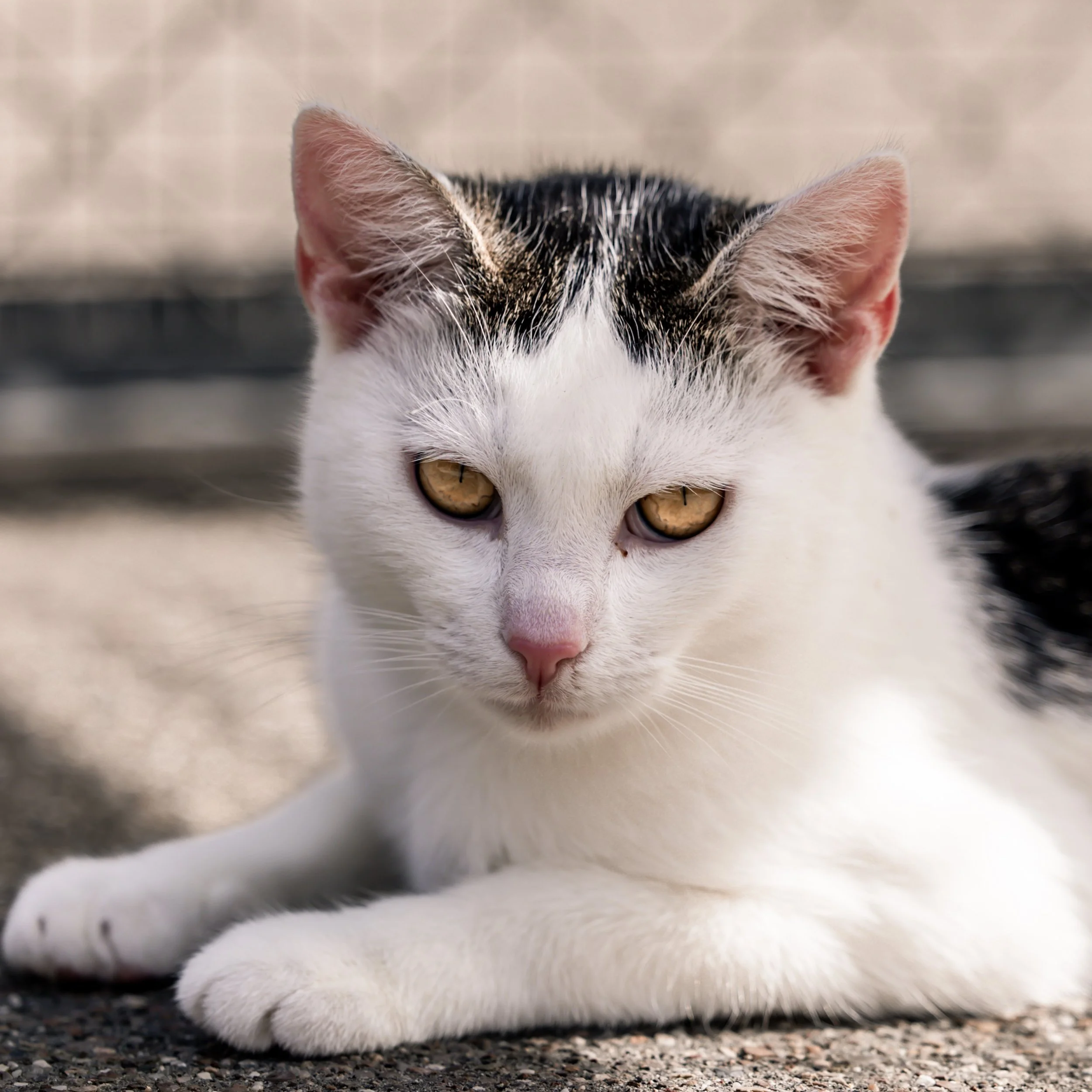 Mary4.jpg