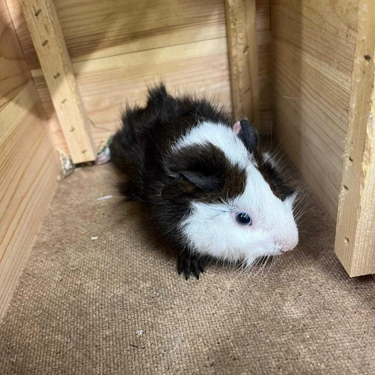 neu4.jpeg