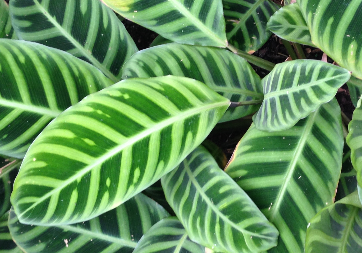 tropical-leaves.jpg