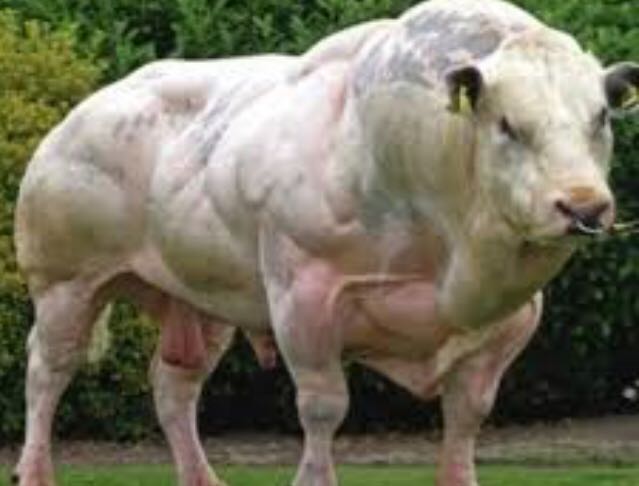 Here is an image of MAD COW ‘s dad. What F3 Grand Rapids aims for - testicles and all.