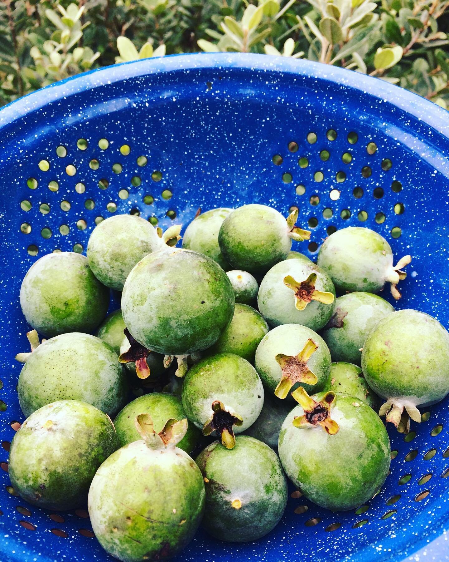 First Pineapple Guava harvest @thegardenfarmacy this morning! #mississippigrown #eco-farming