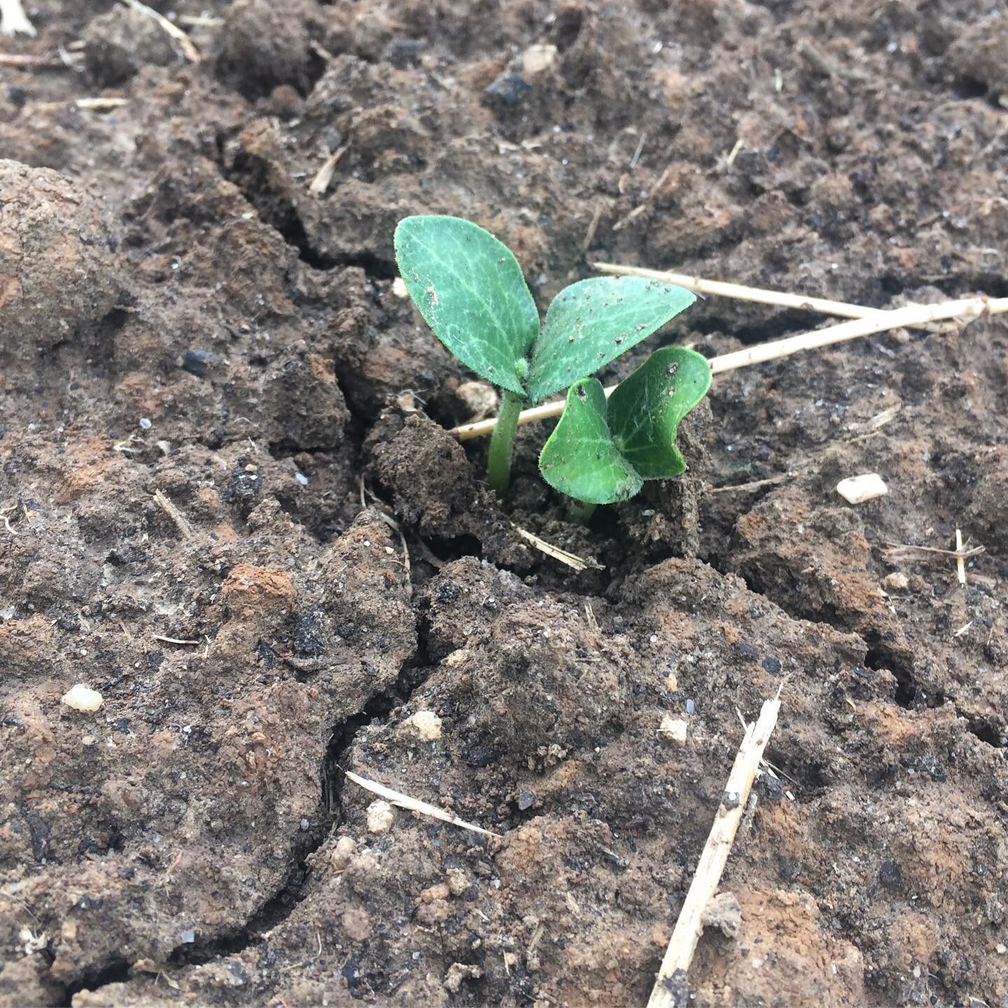 Germination pre-Hurricane Laura @thegardenfarmacy! #eco-farming #mississippigrown