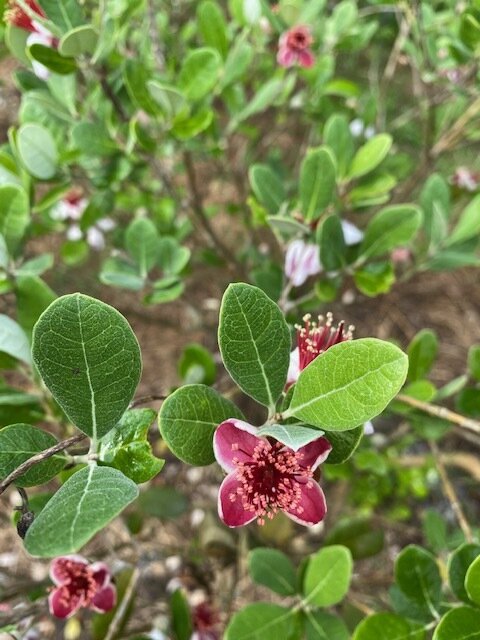 Pineapple guava flowers