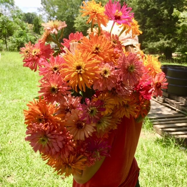 Beautiful zinnias