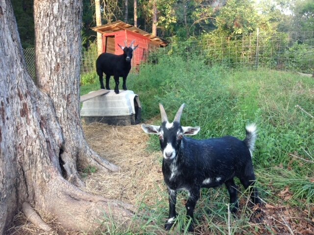 Working goats