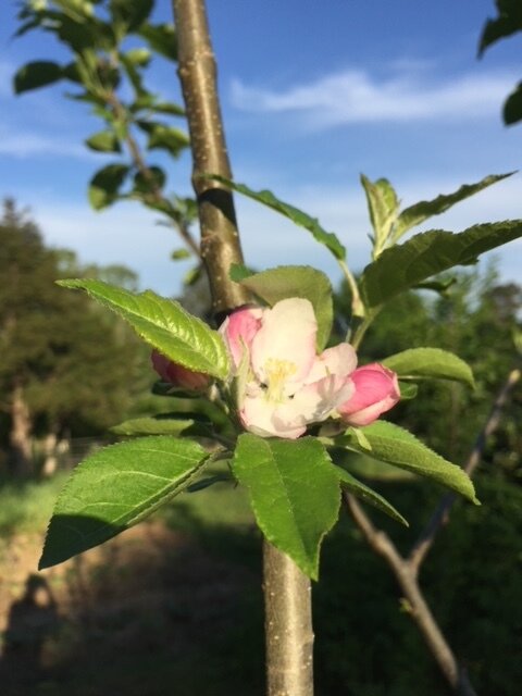 Apple blossom