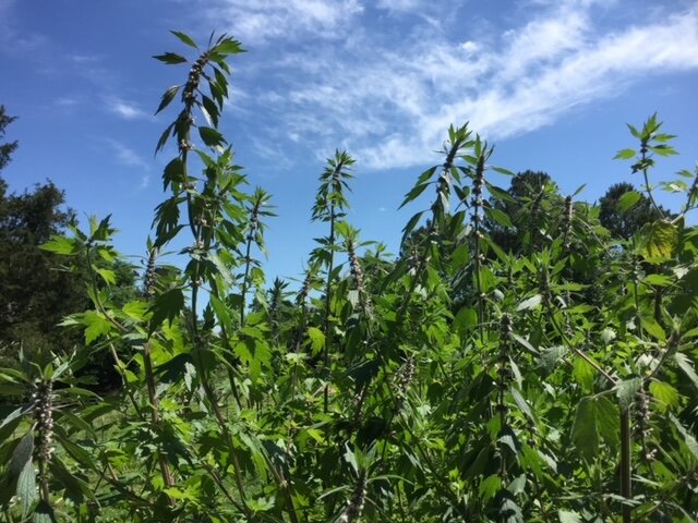 Motherwort