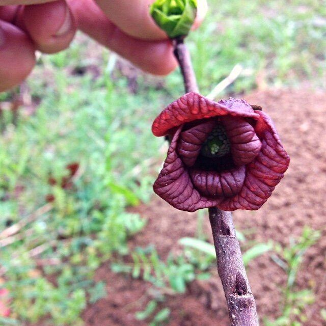 Pawpaw flower