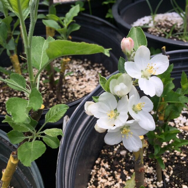 Crabapple flowers