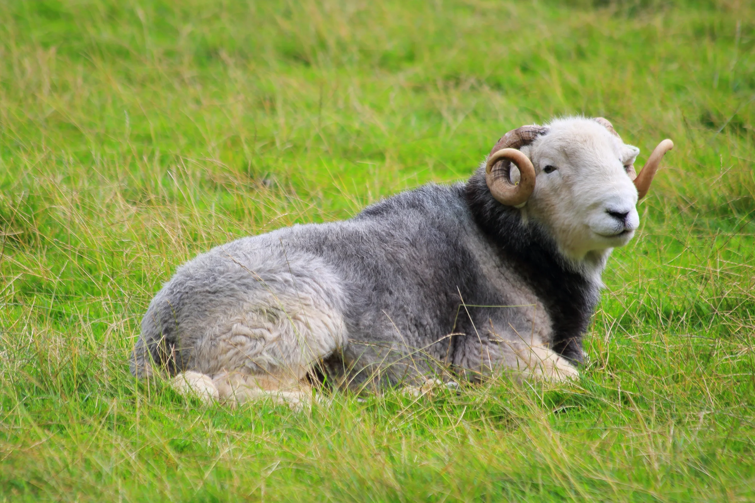 Wasdale Herdwicks Aug 17 2H1A2296LR.JPG