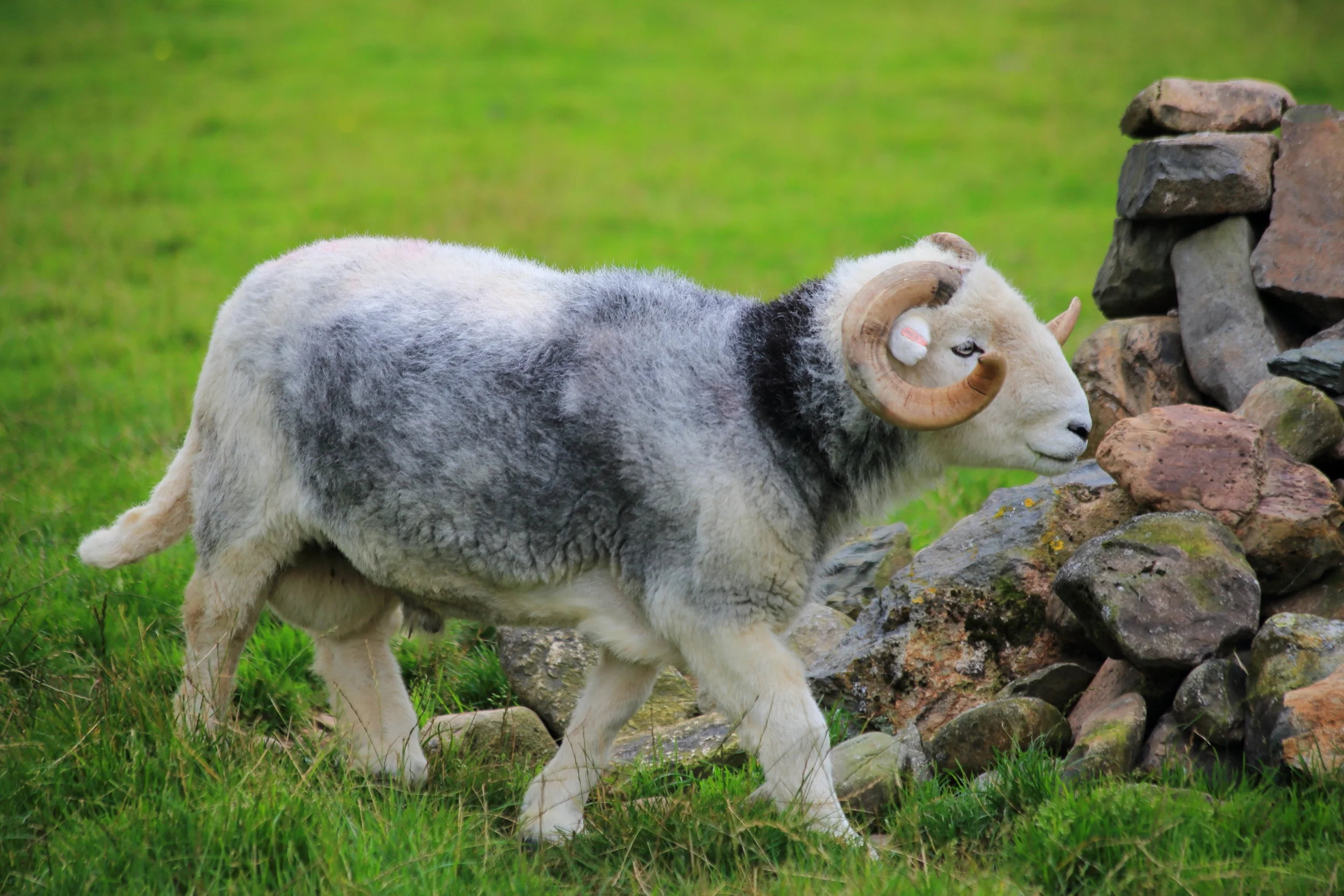 Wasdale Herdwicks Aug 17 2H1A2298LR.JPG
