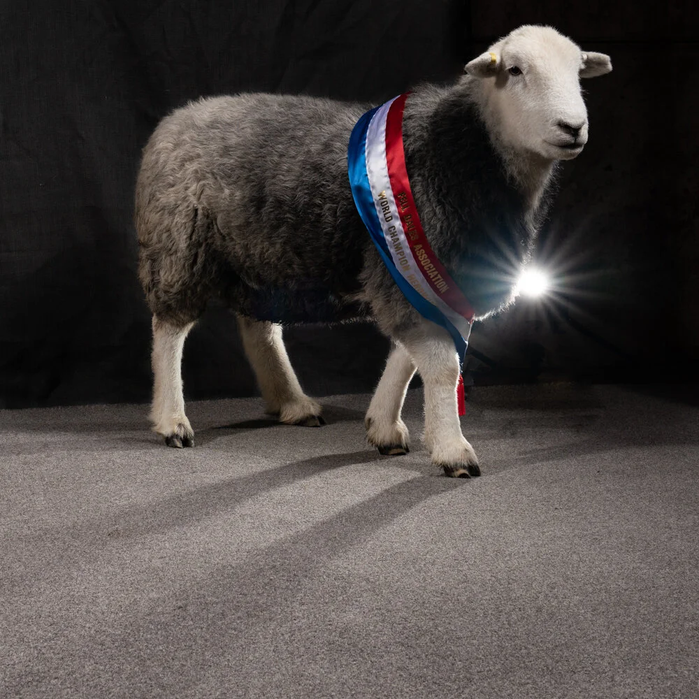 Gorgeous wool for gorgeous carpets