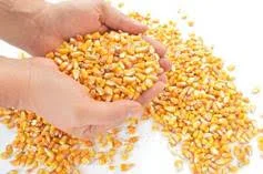 kernels of thanks.jpg