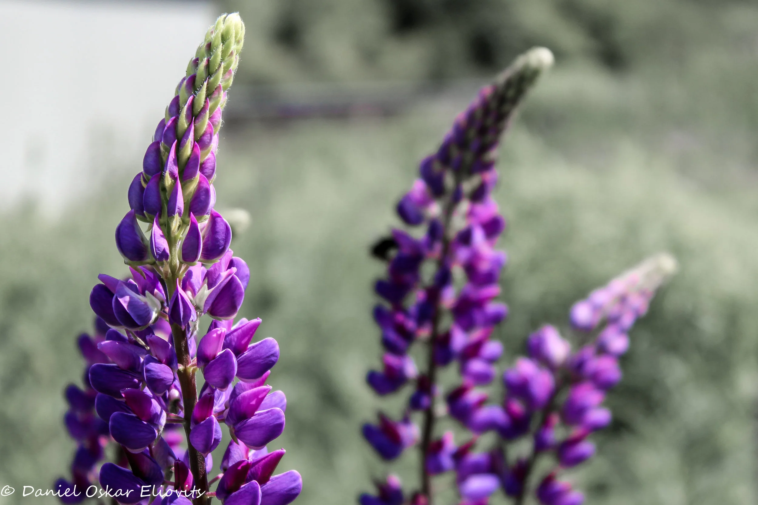 Purple flowers at Drottningholm's Castle, Stockholm Sweden