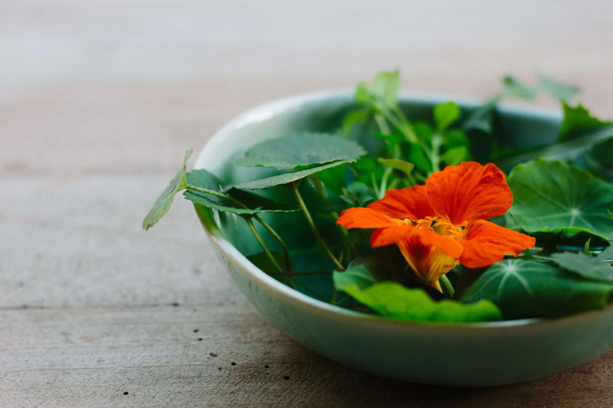 Foraged Wild Garden Salad