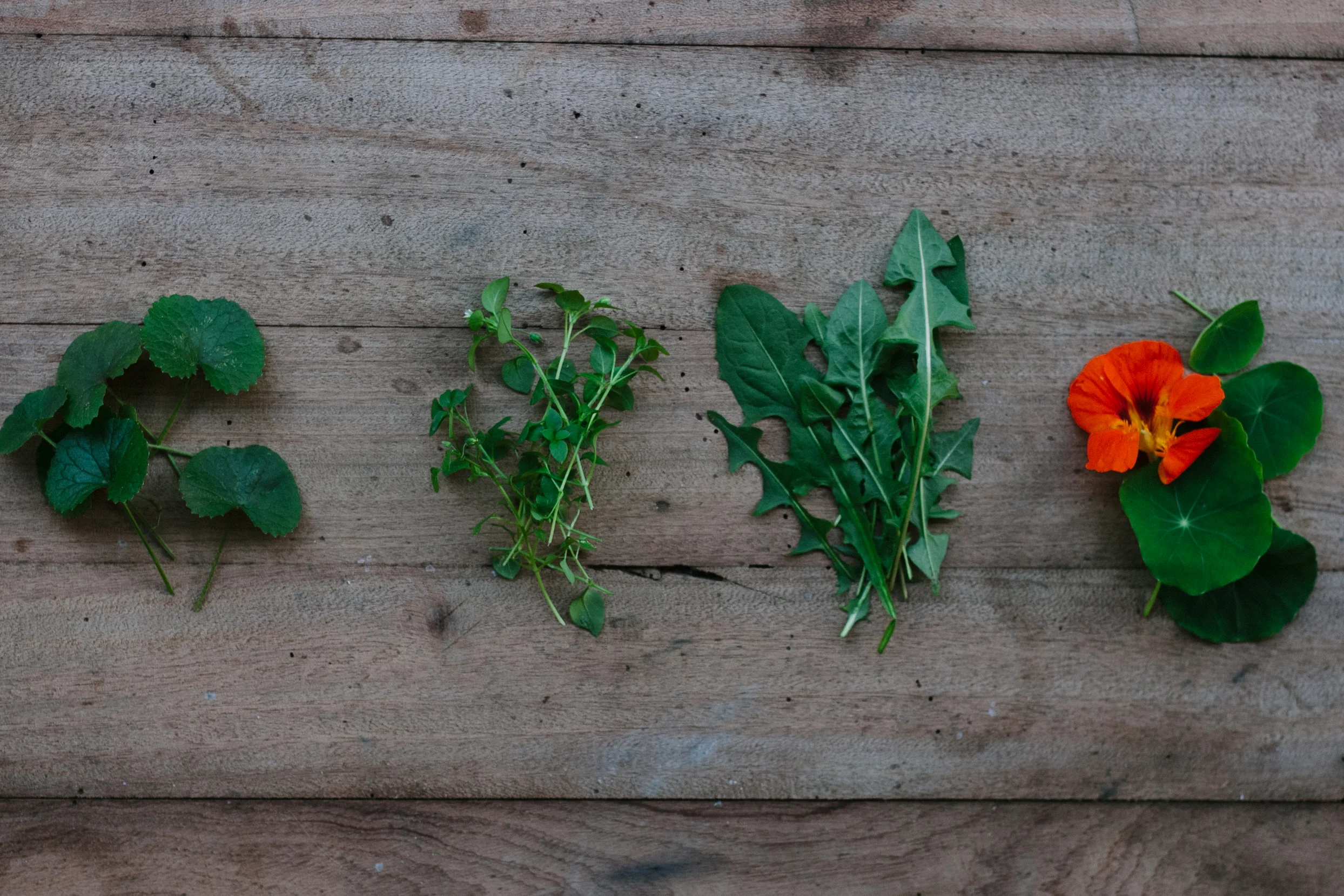 Pennywort - Chickweed - Dandelion - Nasturtium