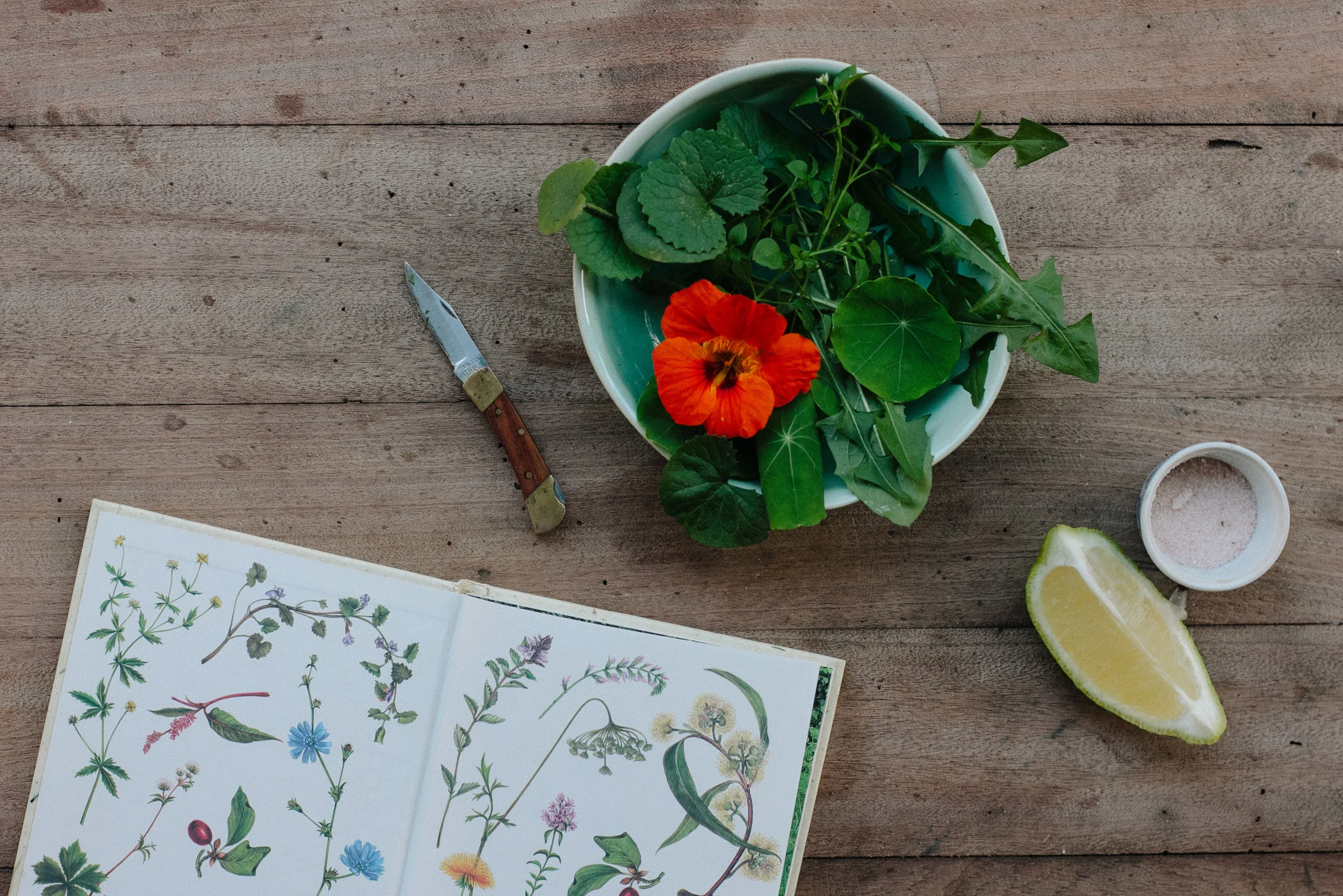 Foraged wild garden salad and herb book