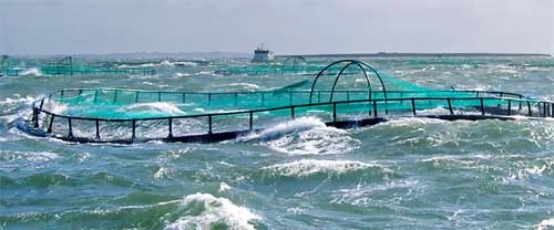 hvalpsund-net_fish-farming-solutions_weather-resistant_r.jpg