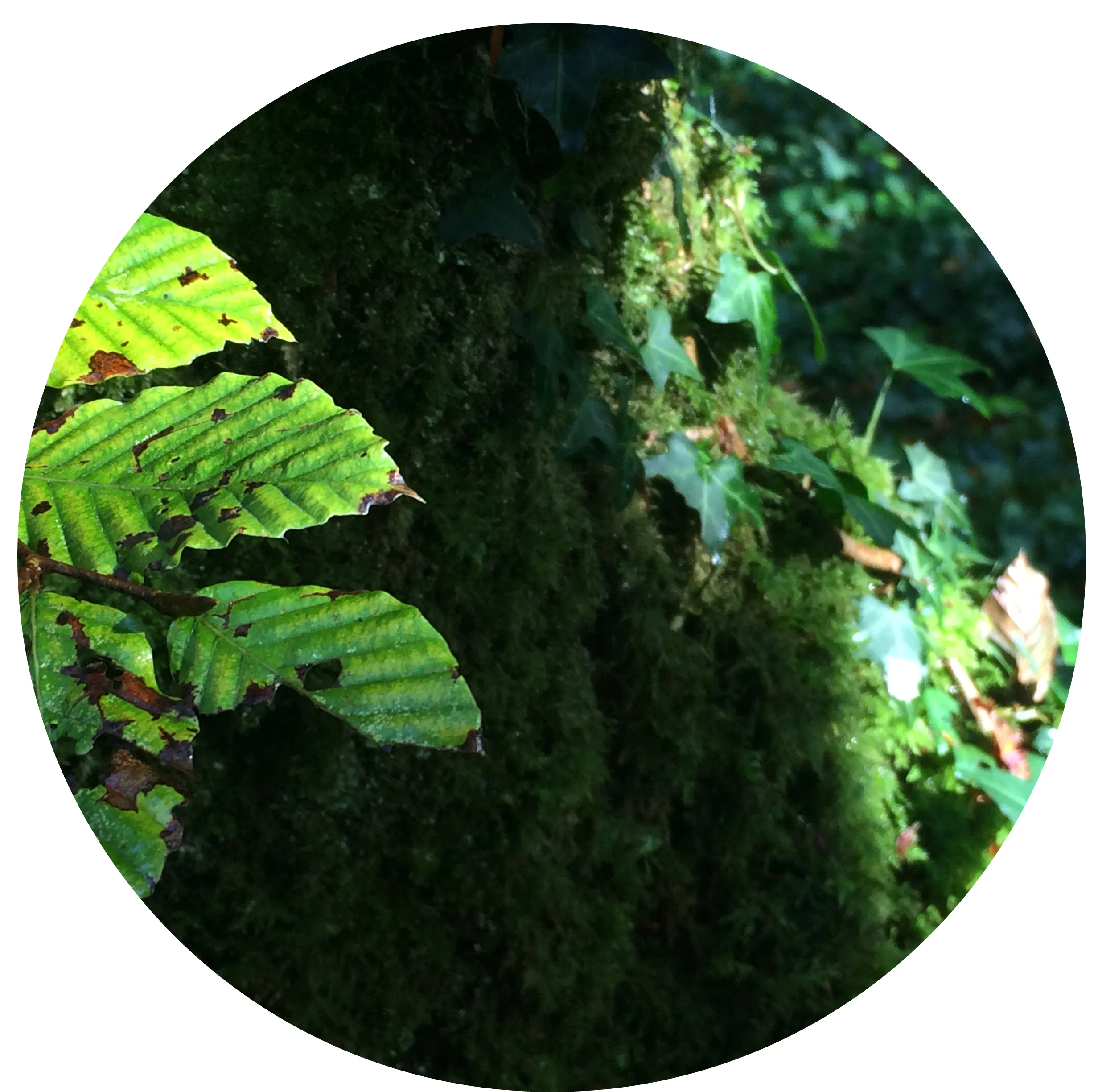 Some extremely mossy bits, Cork, Ireland, June 2016
