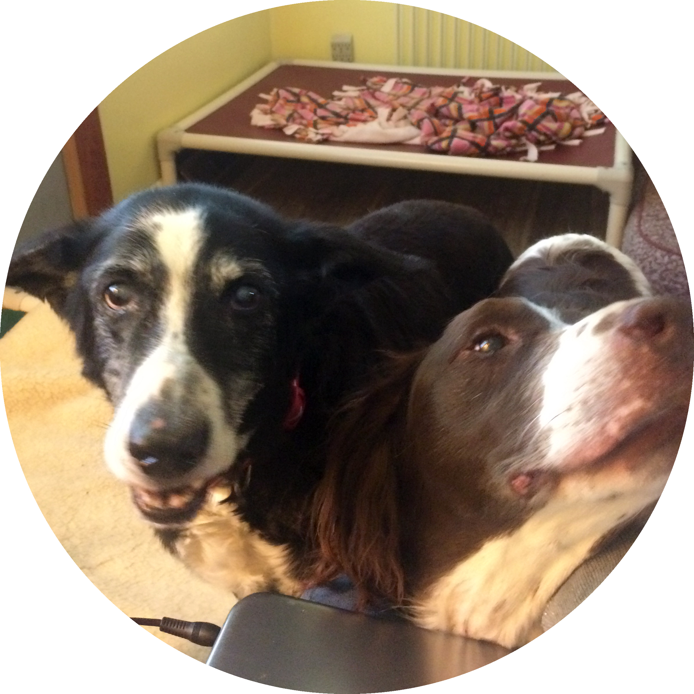 theyregooddogs.jpg