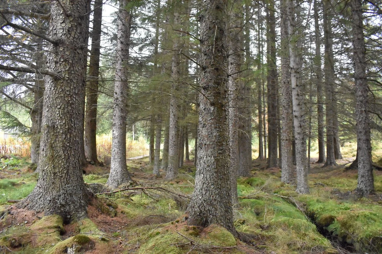 SEDA Timber Toolkit Guidance