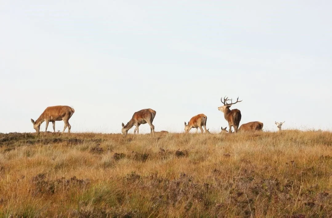 Deer management for conservation