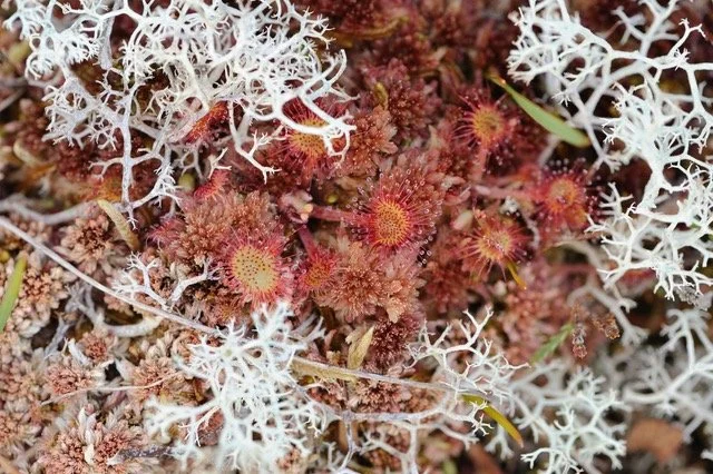 Protected areas and nature recovery