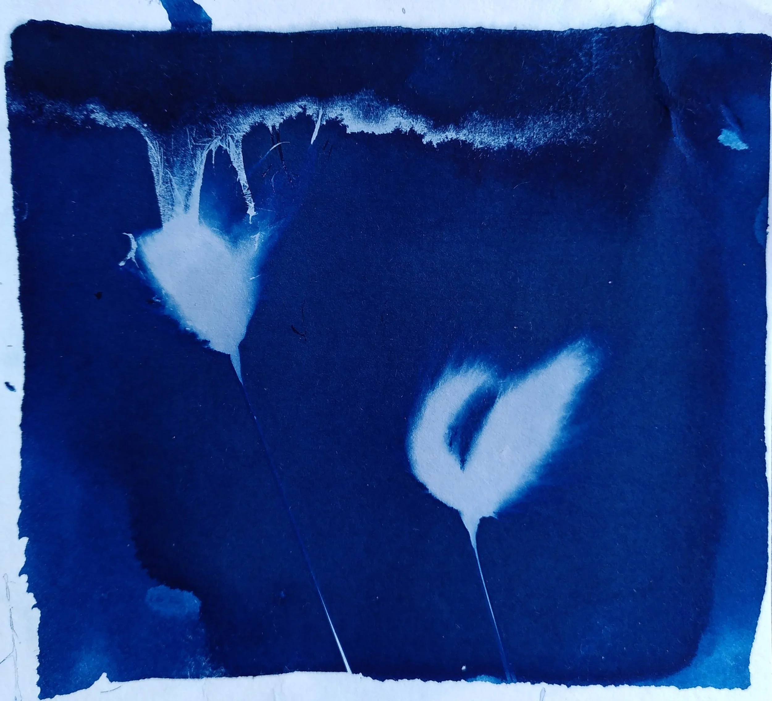 Birdman of Pollok/Curaidh na Coille