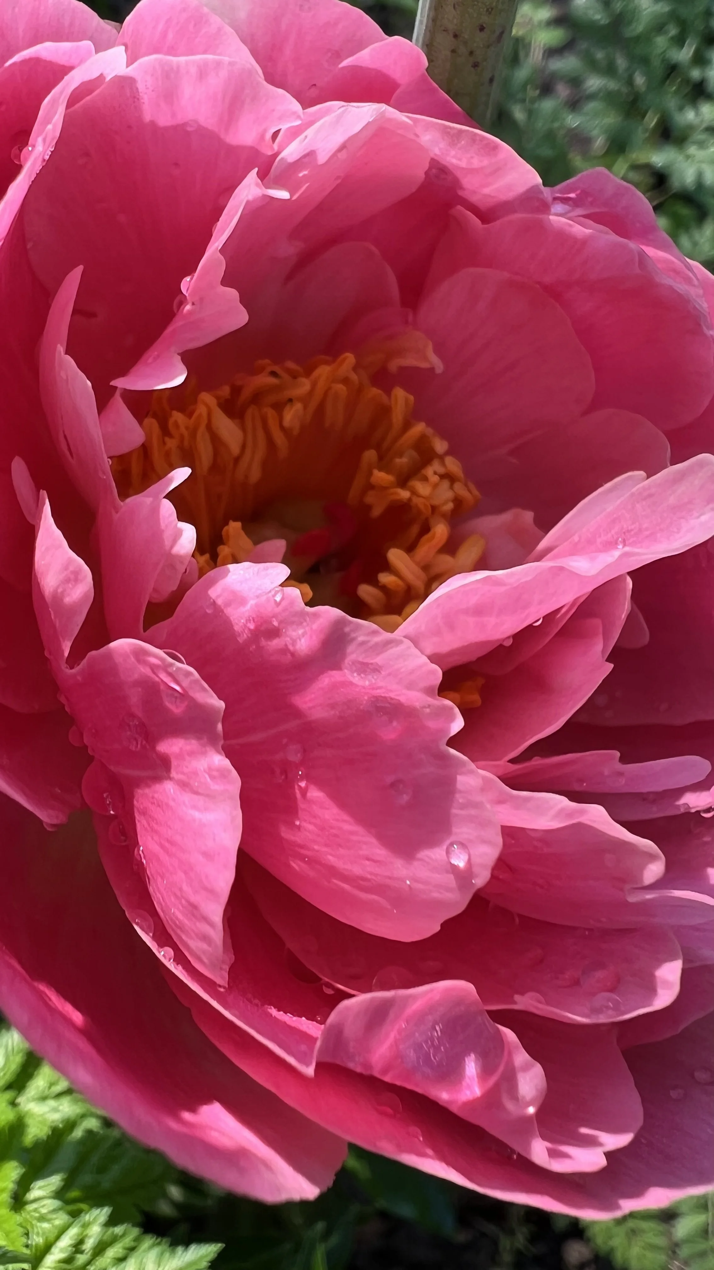 IMG_7616.jpeg