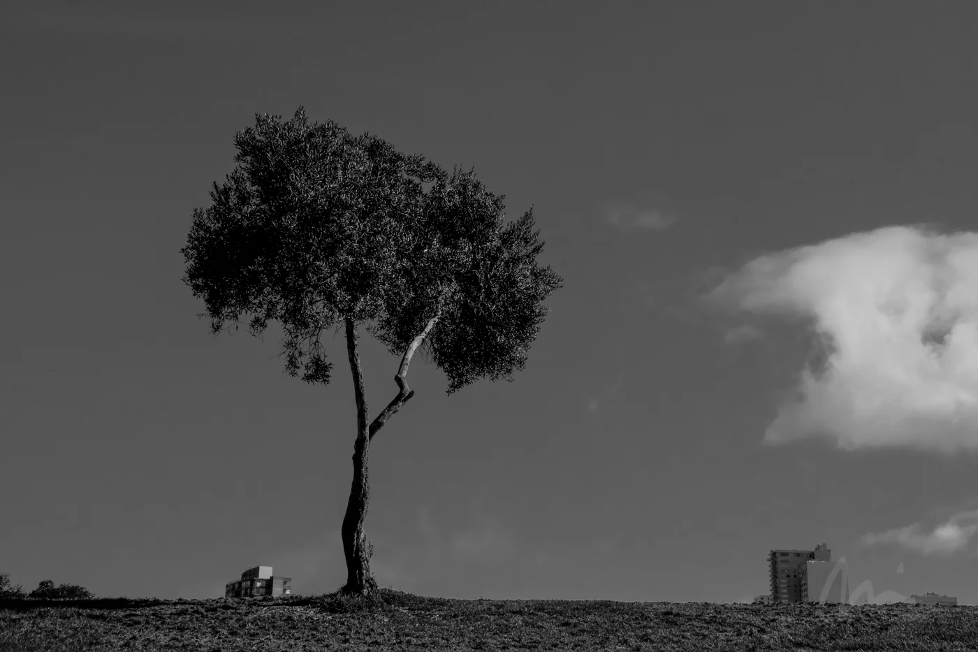 DSCF8483.jpg