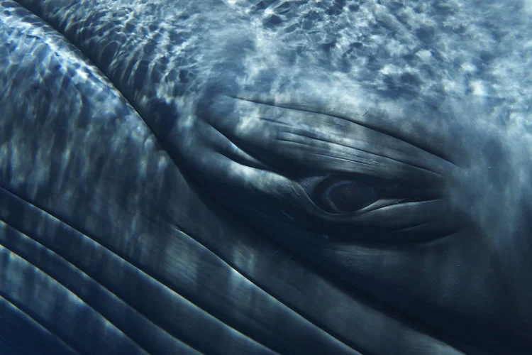 Bryant Austin, “ Minke Whale Composite Portrait I - Detail” (2009)