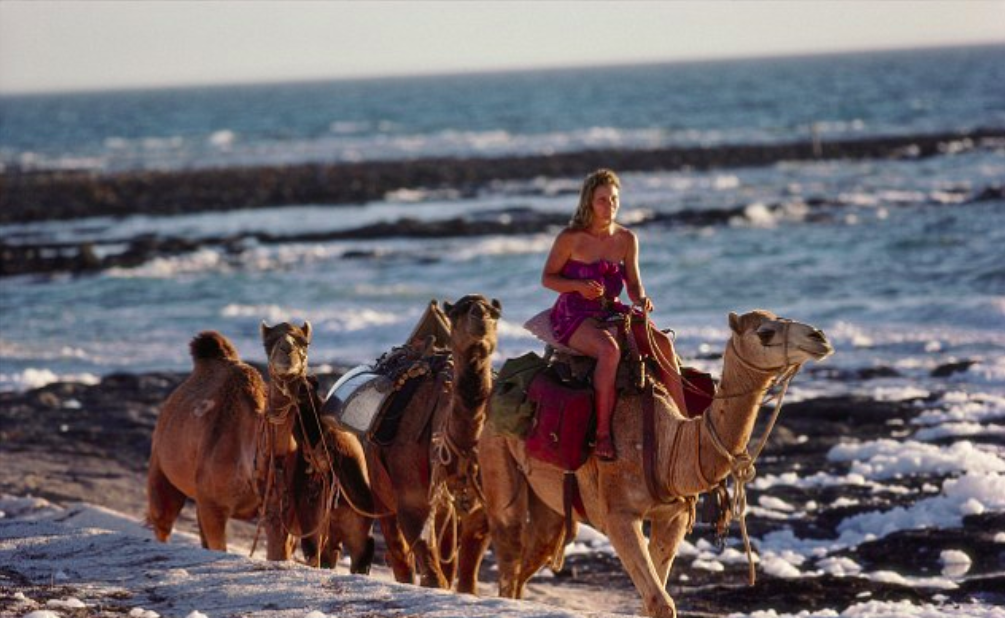 Rick Smolan (1978) May 1, 1978: Robyn Davidson, then aged 27, with her camels on the beach in Western Australia, with the Indian Ocean behind them in the late afternoon on a perfect day when the camels got their first glimpse at the large expanse of water.