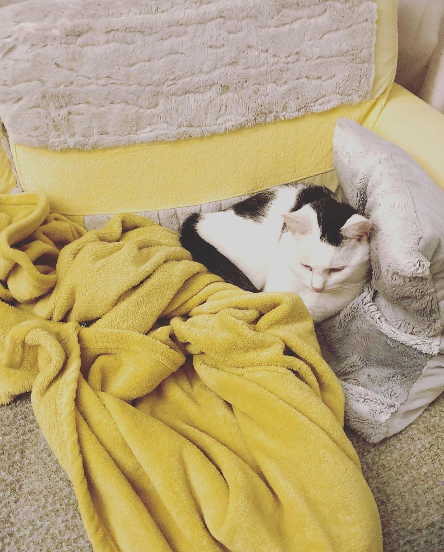 I think Sid has found the cosiest spot in the house. 
.
.
.
.
.
.
.
#cat #catlife #catlove #comfystyle #cosycat #yellowandgreydecor #blankets #cushions #happycat #meowfeature #attentiveart
