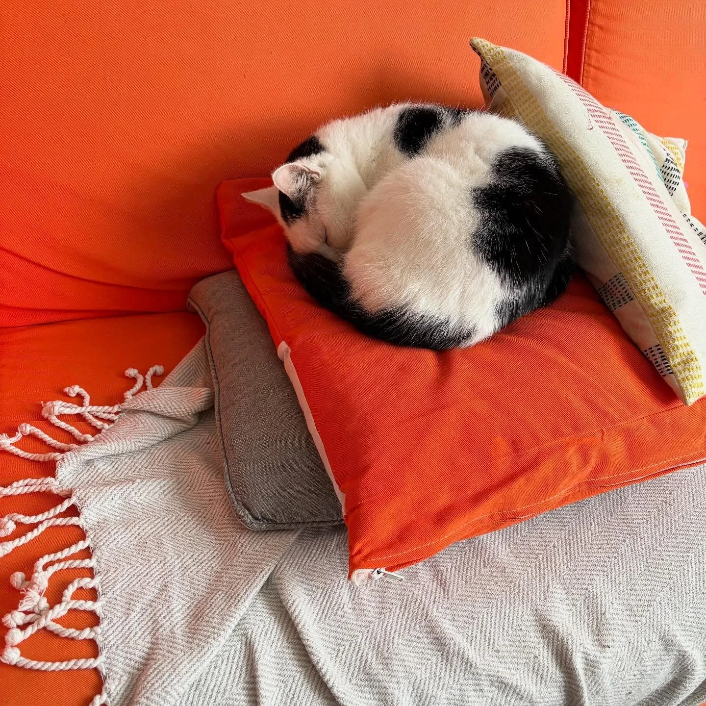 Sid is looking extremely comfy today, not sure what&rsquo;s going on with Nancy 🤷&zwj;♀️
.
.
.
.
.
.
#cat #catlady #lovemycats #catsaregoodforyou #moggies