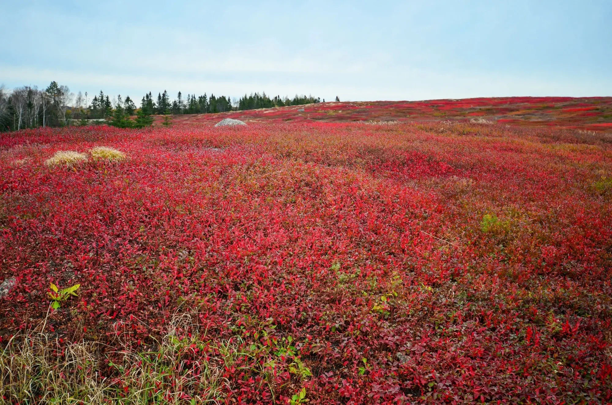 Wild Blueberry Land 9.jpg