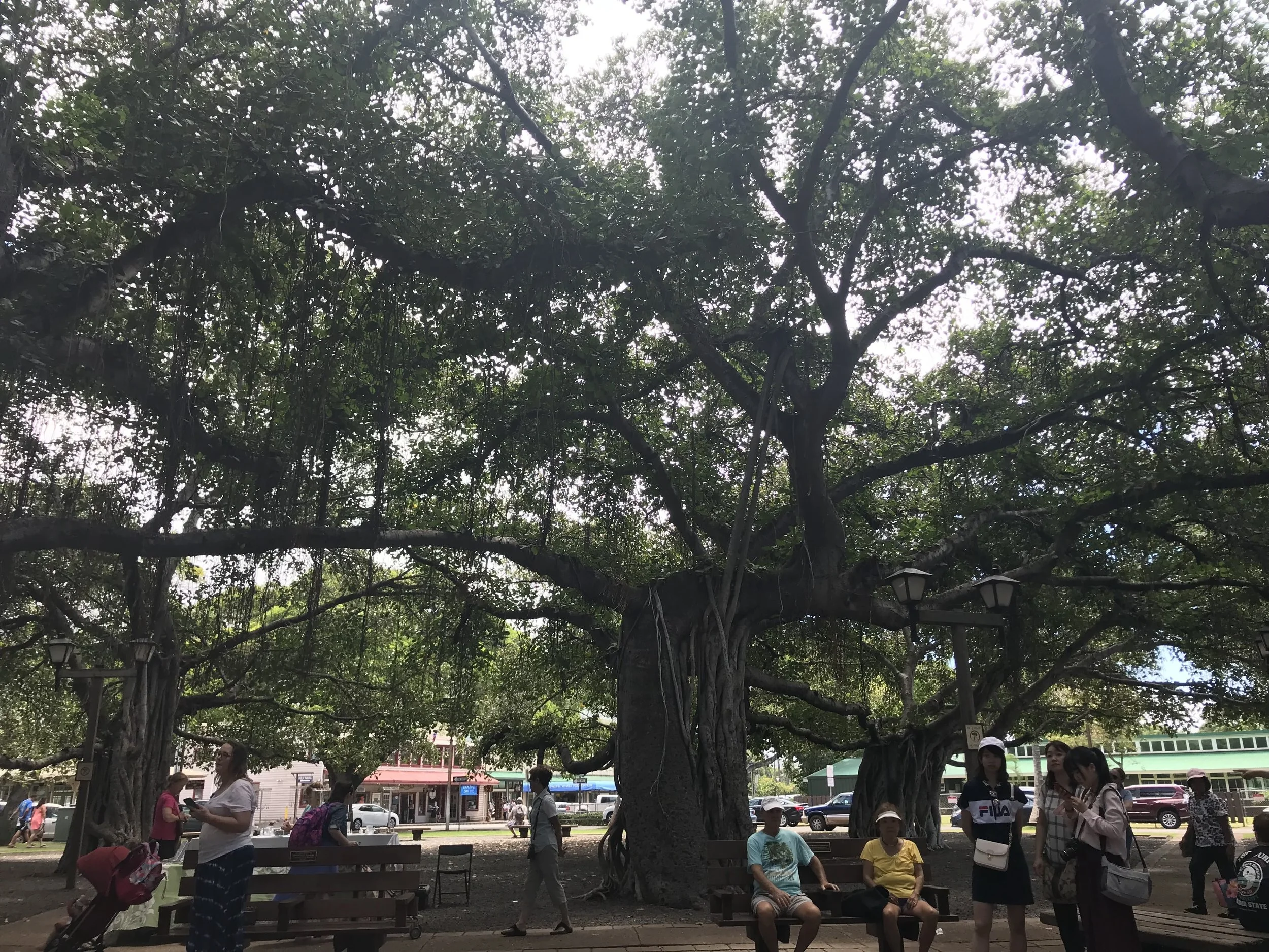 The banyan tree at the old Courthouse Square, now the Lahaina Banyan Court Park.