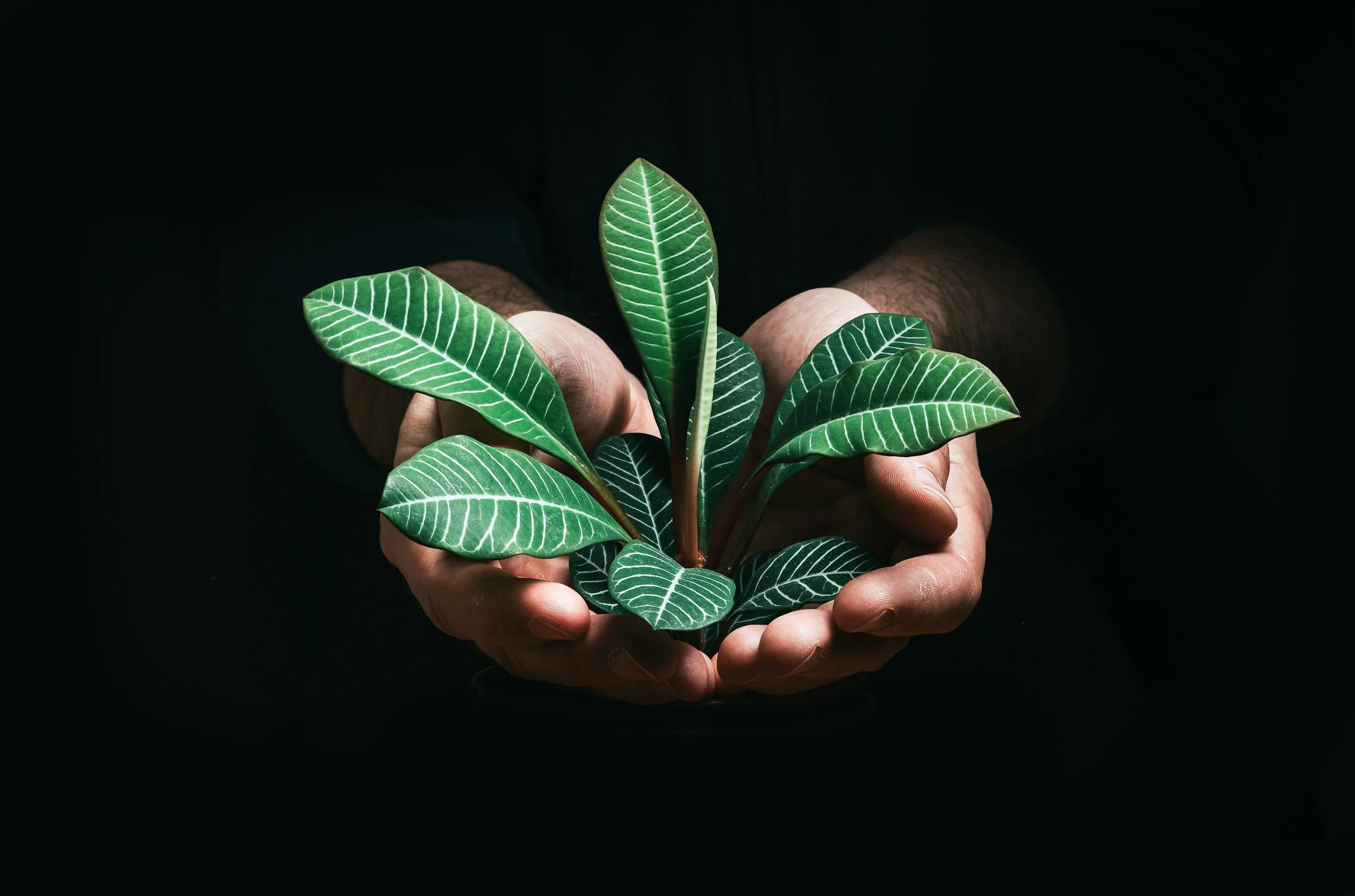 Learn how to make your business sustainable
