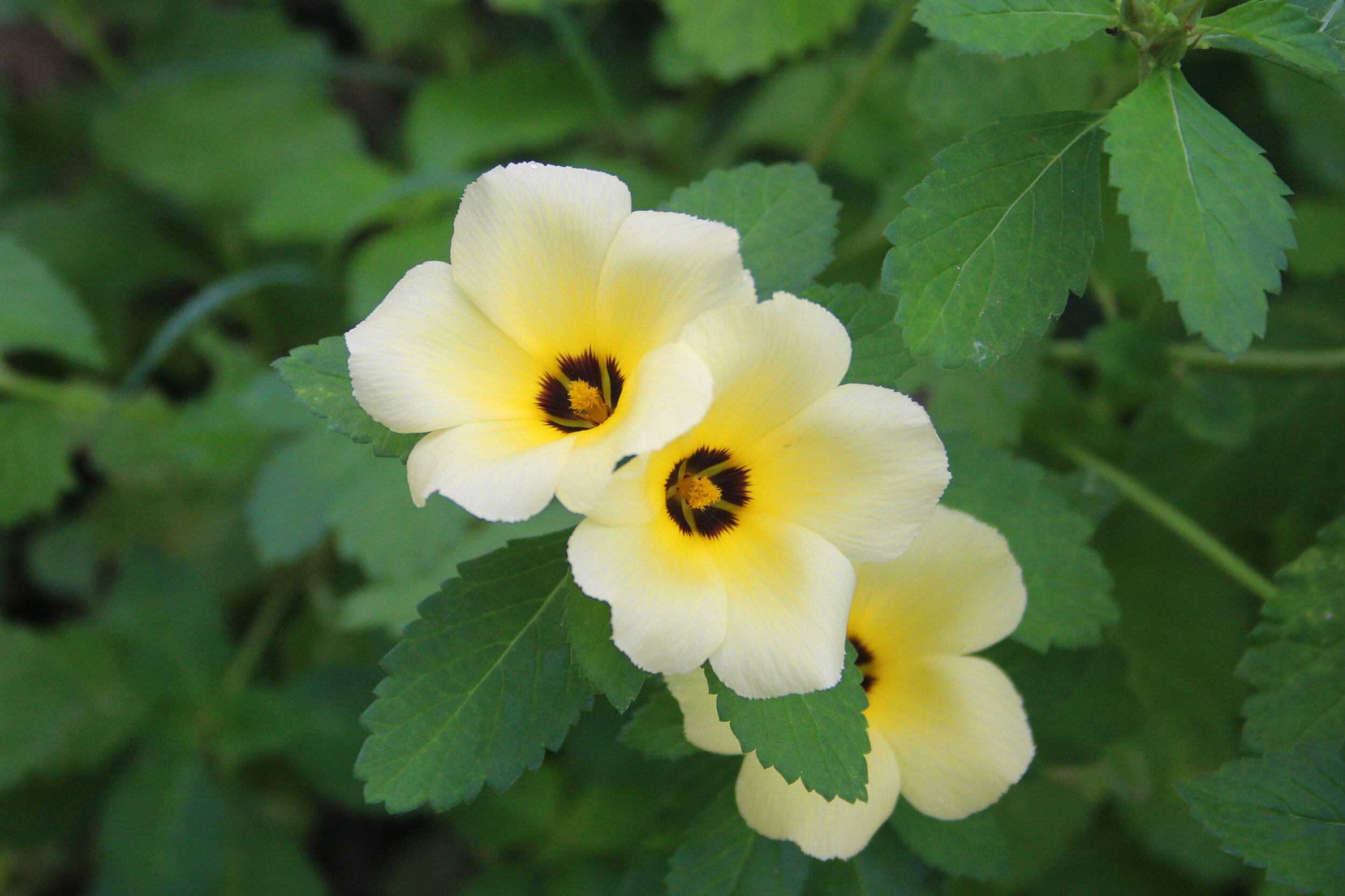 yellow-flowers.jpg