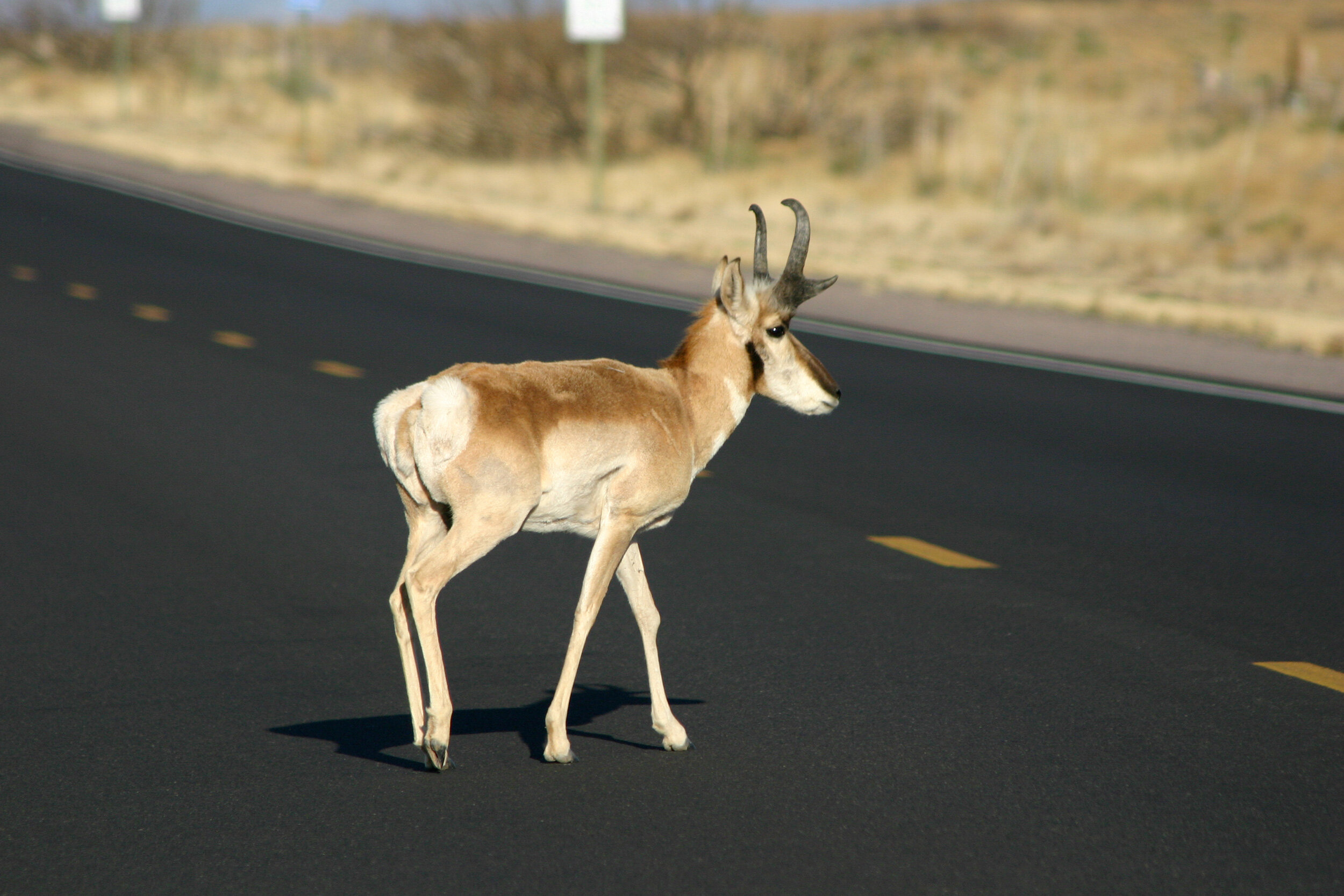 pronghorn-1.jpg