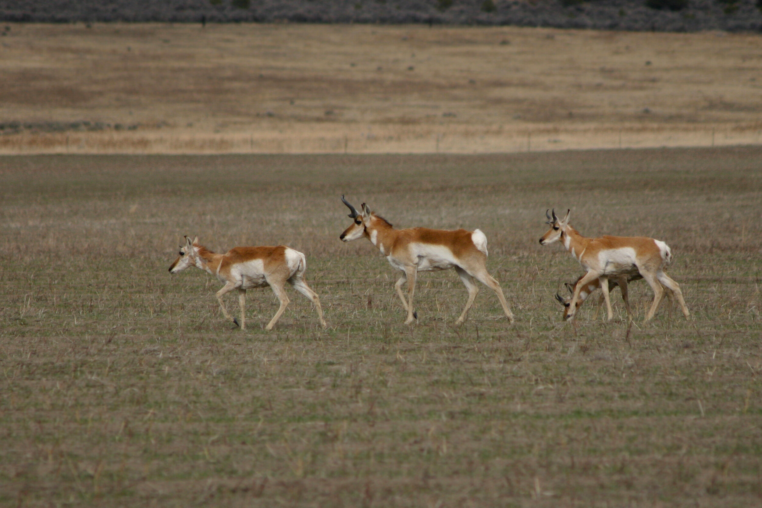 pronghorn-3.jpg