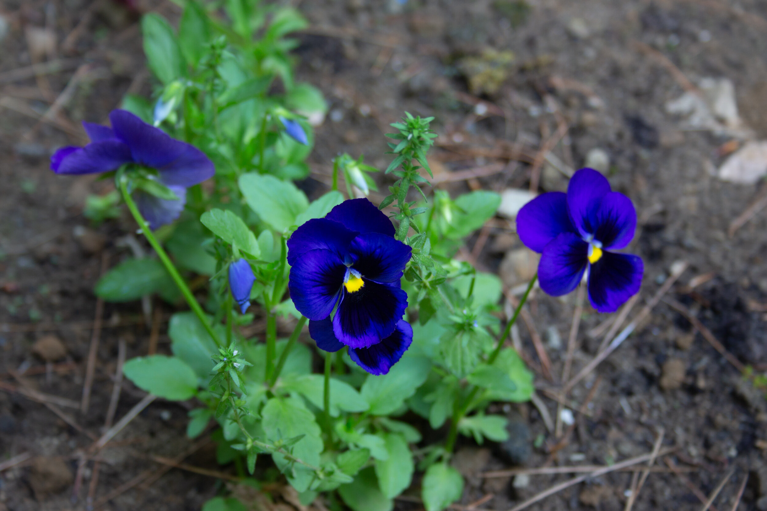 blue-pansy.jpg