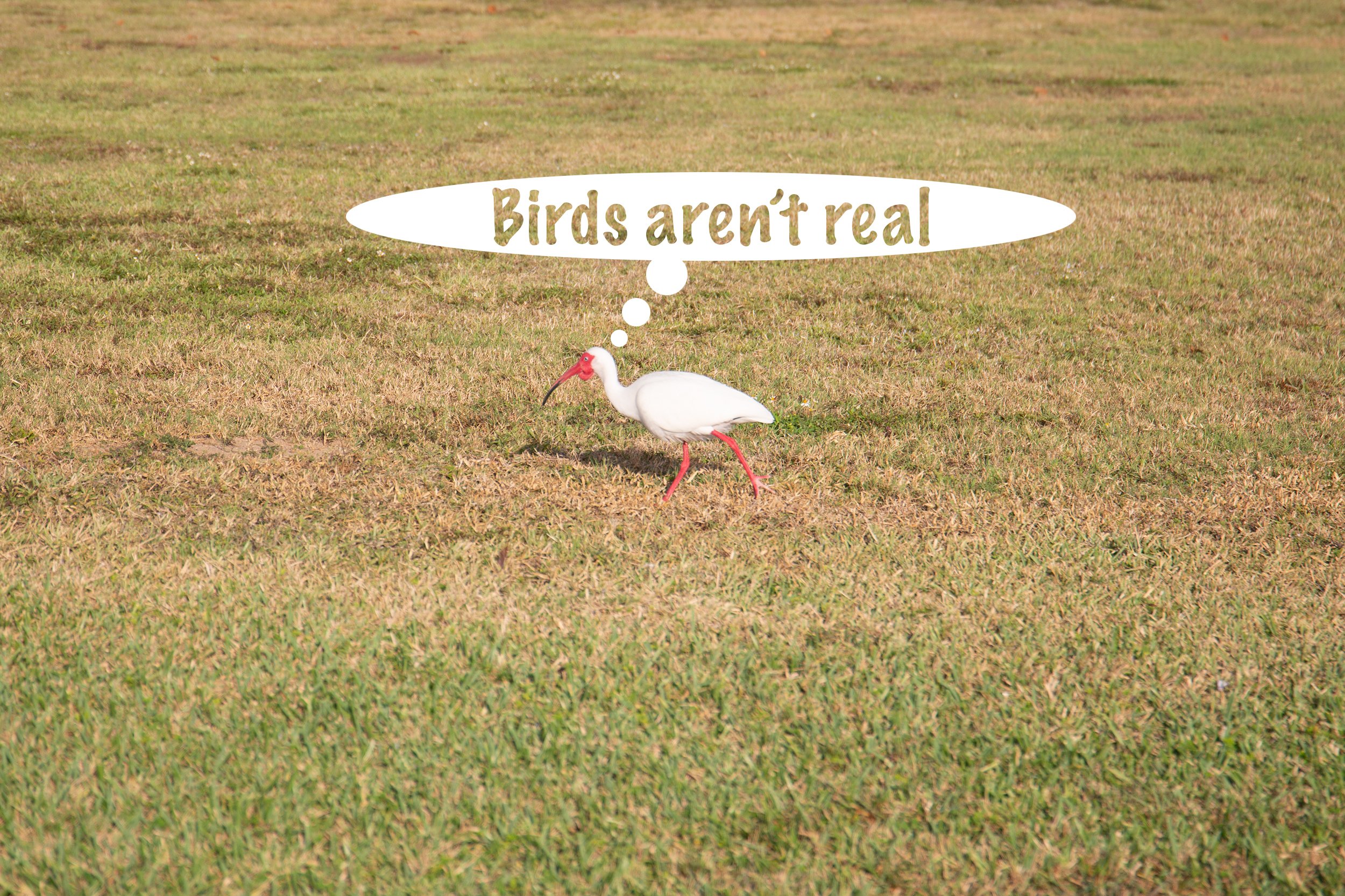 birds-arent-real.jpg