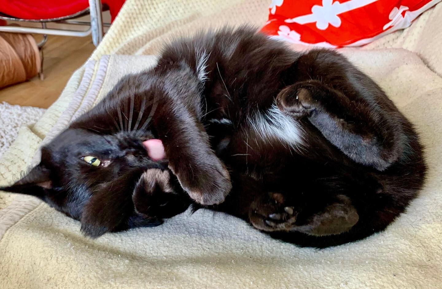 Happy #TongueOutTuesday furiends, love Pickle! #blackcatsofinstagram #blackcatsrule