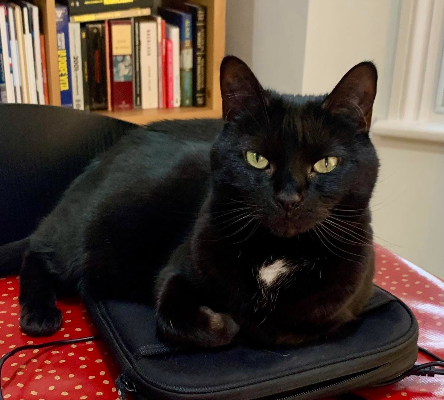 Loafing on your laptop so you can&rsquo;t work catmum! Happy #kittyloafmonday furiends, love Pickle 🐈&zwj;⬛💕🥰