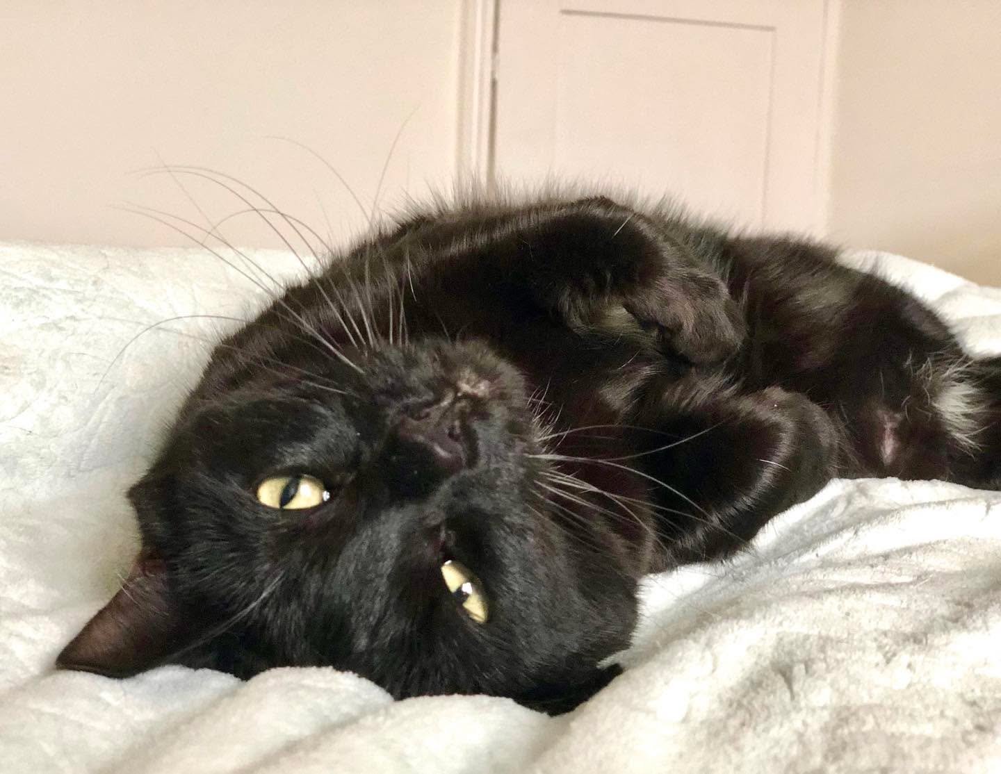 🎉 Horay it&rsquo;s Friday! Have an amazing day furiends, love Pickle #jellybellyfriday 💕🐈&zwj;⬛🥰