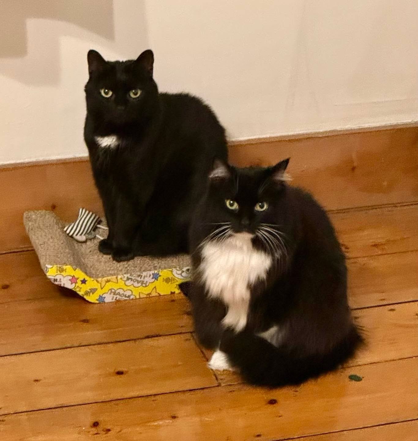 Have a wonderful #caturday furiends- we are waiting patiently for our second breakfast 💕🐈&zwj;⬛😹