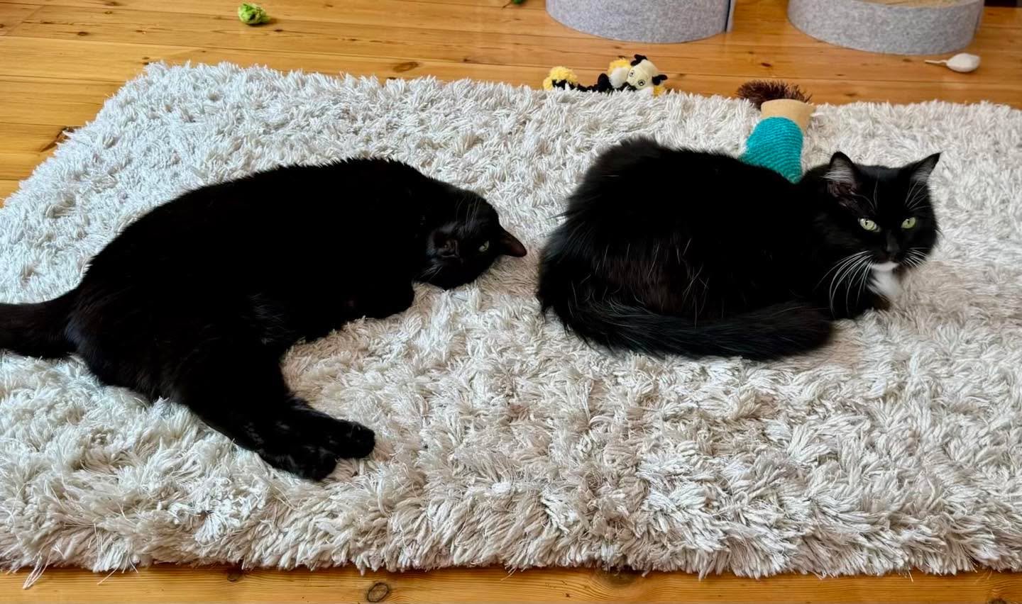 Two kitty loaves baking in the morning sun - although one hasn&rsquo;t quite risen yet! 😹 Happy #kittyloafmonday furiends, love Pickle and Nancy 💕🐈&zwj;⬛🍞