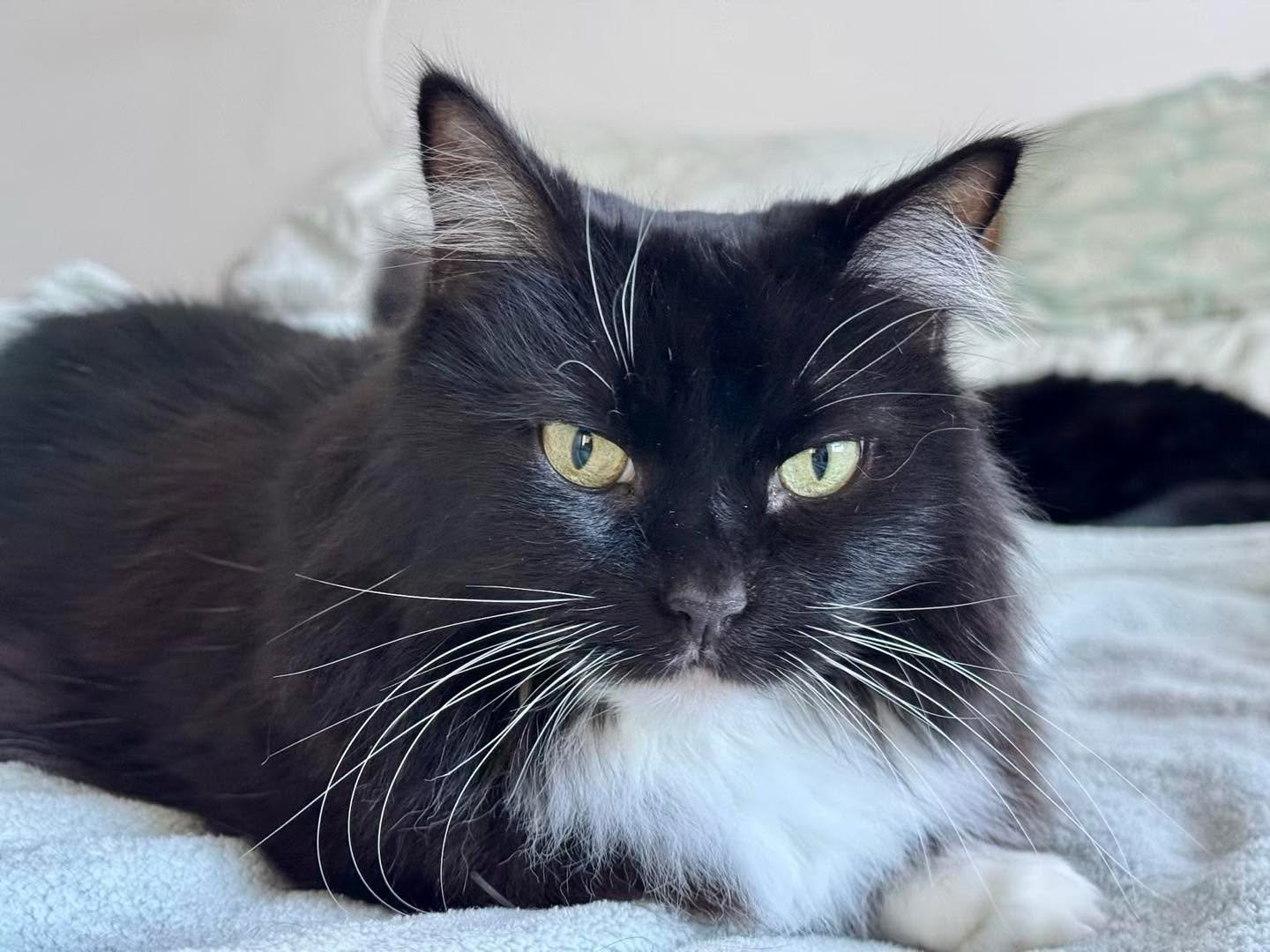 Showing off my whiskers and ear floof this #whiskerswednesday - have a great day everyone, love Nancy 💕🐈&zwj;⬛🥰